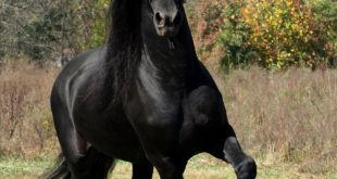 Friesian