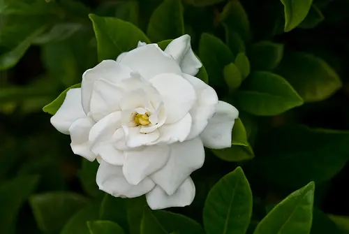 Como é a Flor de Gardênia? Por Que Ela e Tão Famosa? | Mundo Ecologia