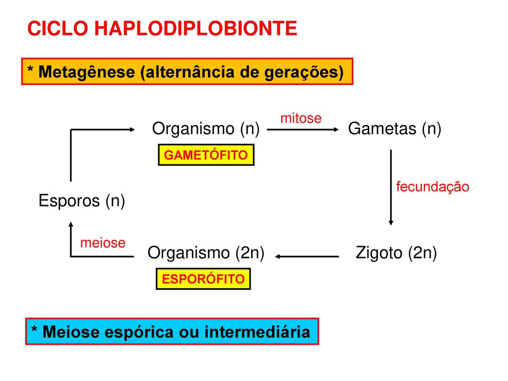 O Que Quer Dizer Haplodiplobionte? Como e o Seu Ciclo?