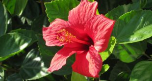 Hibisco Rosa-Sinensis