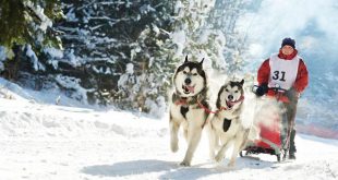 Husky Siberiano Puxando Trenó