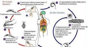 Ilustração do Ciclo Metagênico