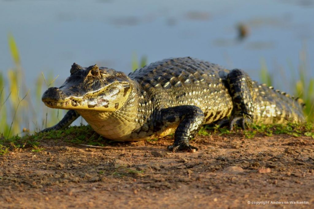 Tem Crocodilo No Brasil? Se Sim, Onde Eles Ficam? | Mundo Ecologia