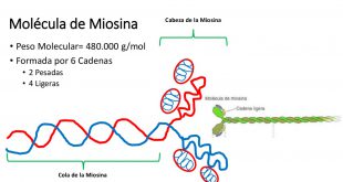 Miosina