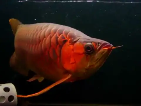 Peixe Aruanã Vermelho Fotografado de Frente