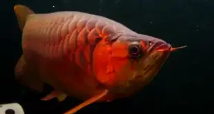 Peixe Aruanã Vermelho Fotografado de Frente