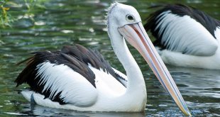 Pelecanus Conspicillatus