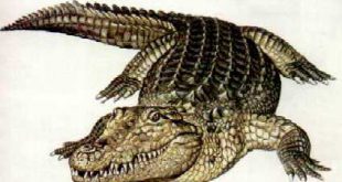 Phobosuchus