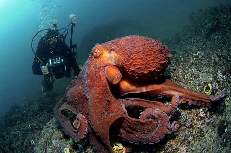 Polvo Gigante do Pacífico Norte