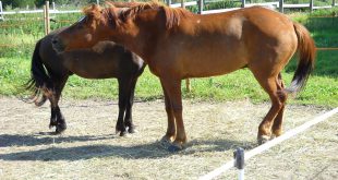 Porte Físico do Cavalo Finlandês