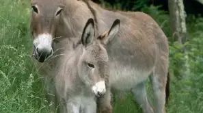 Provence Donkey Com o Filhote