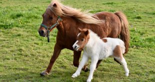 Pônei Shetland Com o Filhote