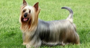 Silky Terrier na Grama