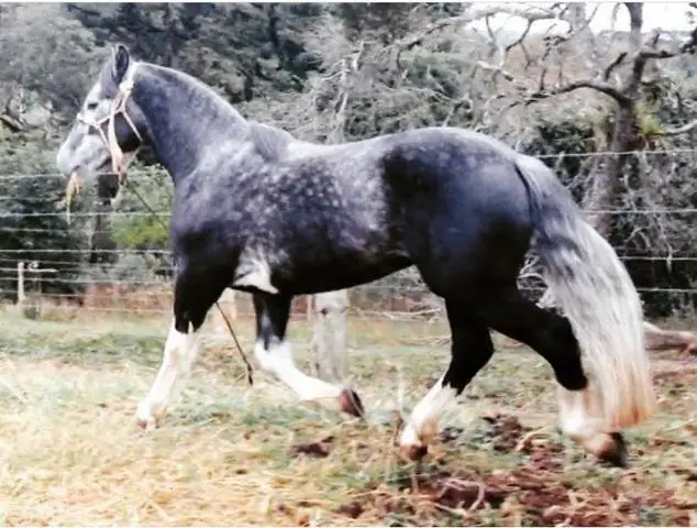 Cavalo Tordilho Negro