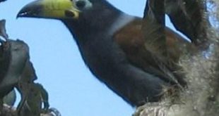 Tucano Da Montanha Com Capuz no Ninho