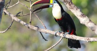 Tucano-De-Peito-Branco