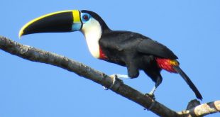 Tucano-Grande-de-Papo-Amarelo