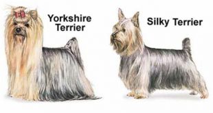 Yorkshire Terrier e Silky Terrier