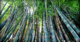 Bambu Gigante (Dendrocalamus giganteus)