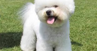 Bichon Frisé