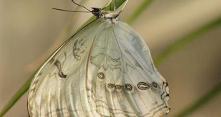 Borboleta Branca da Madeira na Folha