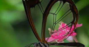 Borboleta Glasswinged