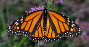 Borboleta Monarcan