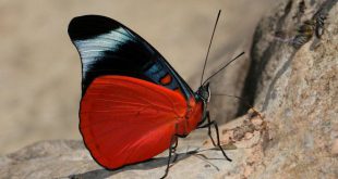 Borboleta Panacea Prola