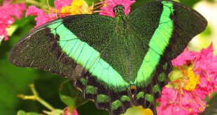 Borboleta Pavão Esmeralda Na Flor