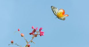 Borboleta Voando