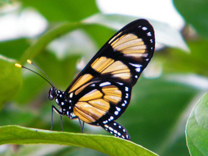 Borboleta do Manacá: Caracteristicas, Nome Cientifico e Fotos | Mundo