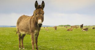 Burro Catalão