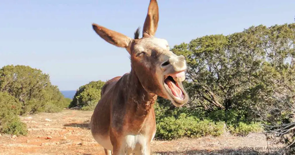 Habitat Do Burro Onde Eles Vivem Mundo Ecologia