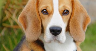 Cachorro Criado em Laboratório - Beagle