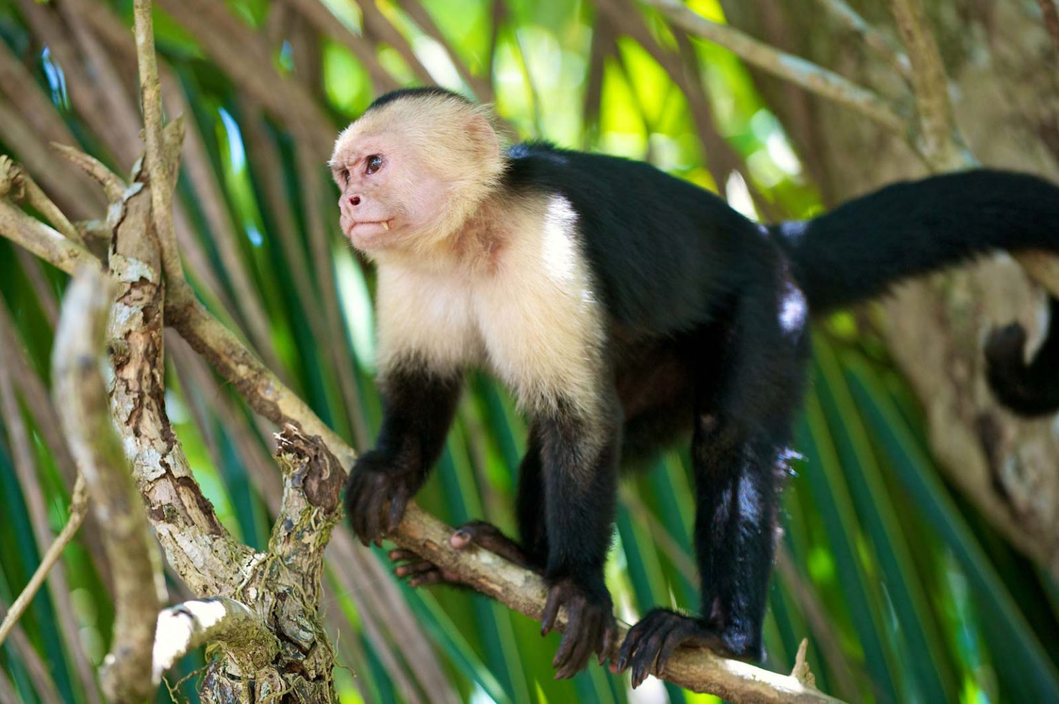 Macaco-Prego: Características, Nome Científico, Habitat e Fotos | Mundo