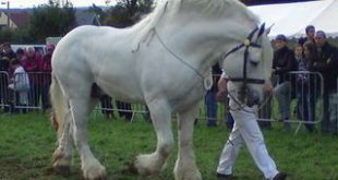 Cavalo Boulonnais Branco