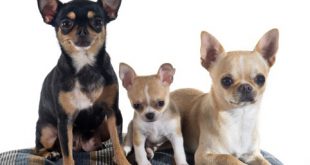 Chihuahuas