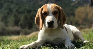 Ciclo de Vida do Beagle