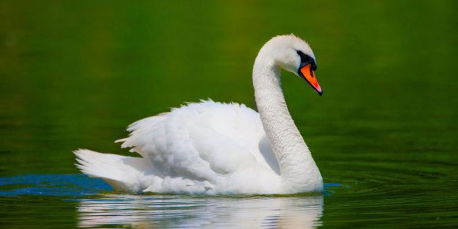 Habitat Do Cisne Onde Eles Vivem Mundo Ecologia