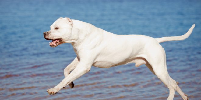 DOGO ARGENTINO - A NOBRE RAÇA! UM CÃO FORTE, INTELIGENTE E