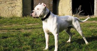 Dogo Argentino