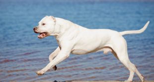 Dogo Argentino Correndo