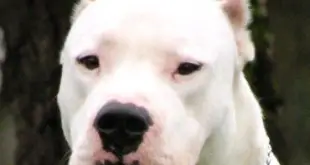 Dogo Argentino de Frente