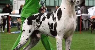 Dogue Alemão Com a Cuidadora