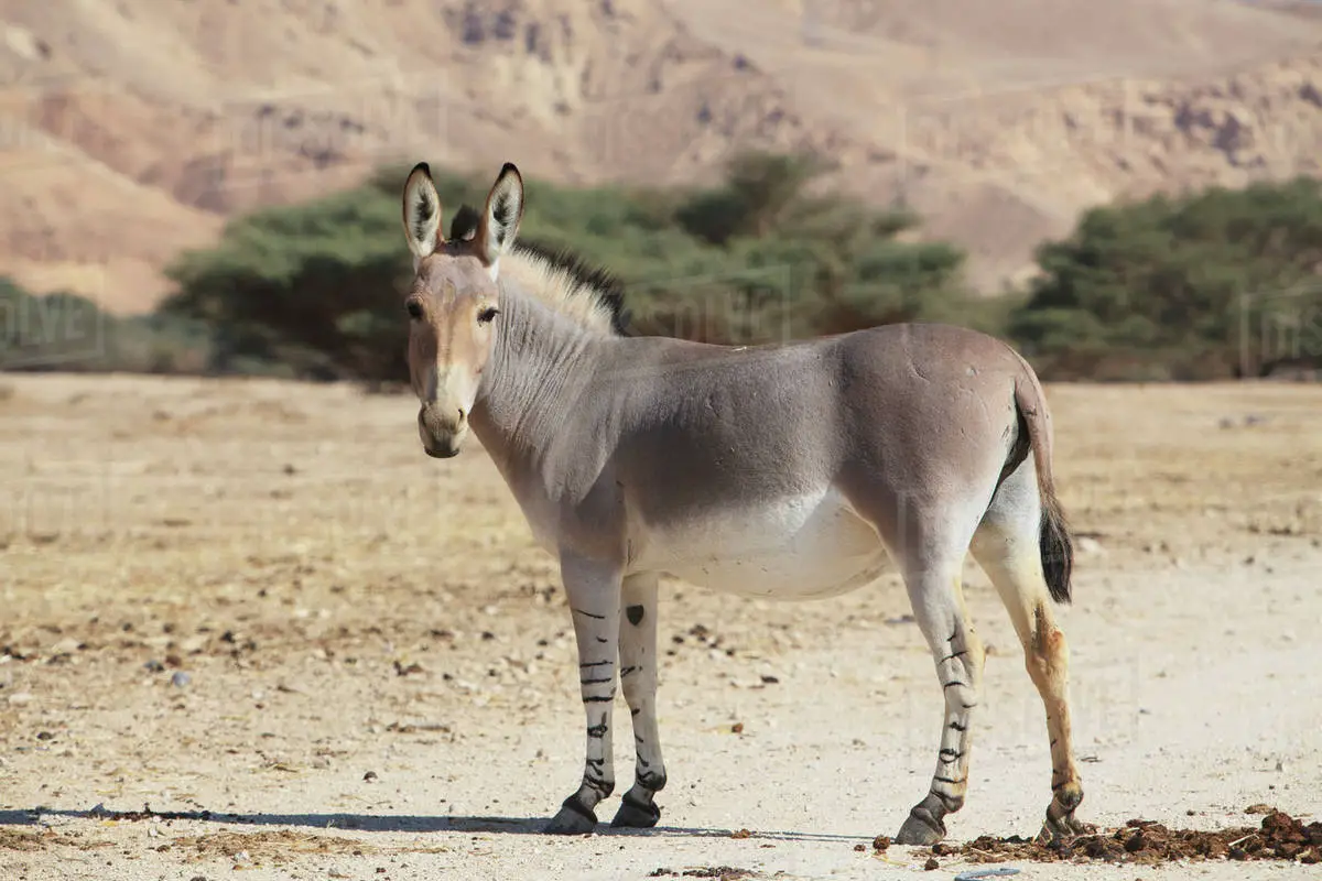 Equus Africanus Somaliensis