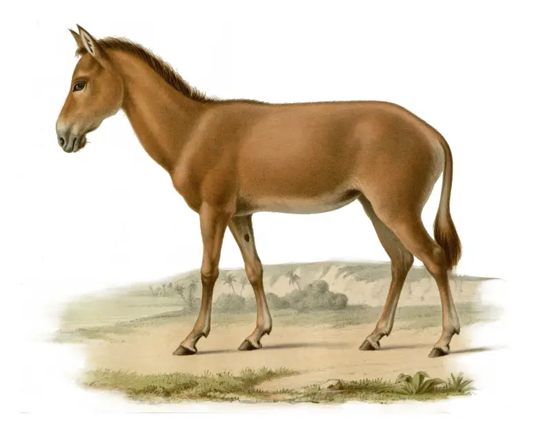 Equus Hemionus Hemippus