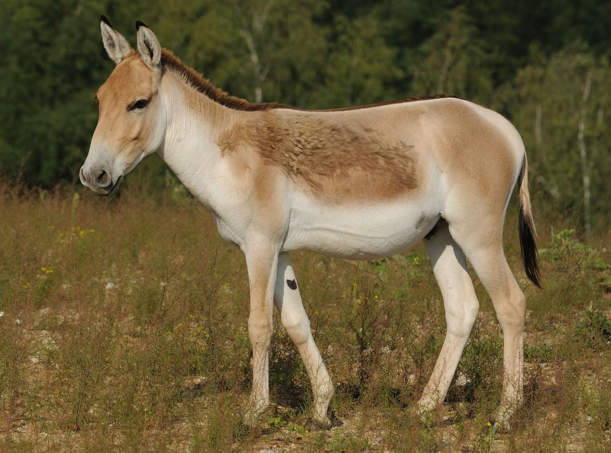 Equus Hemionus