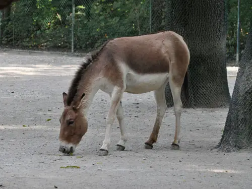 Equus Kiang Holdereri