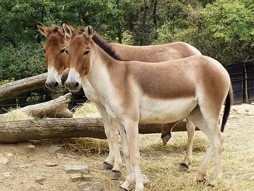 Equus Kiang