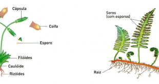 Esporos Das Plantas